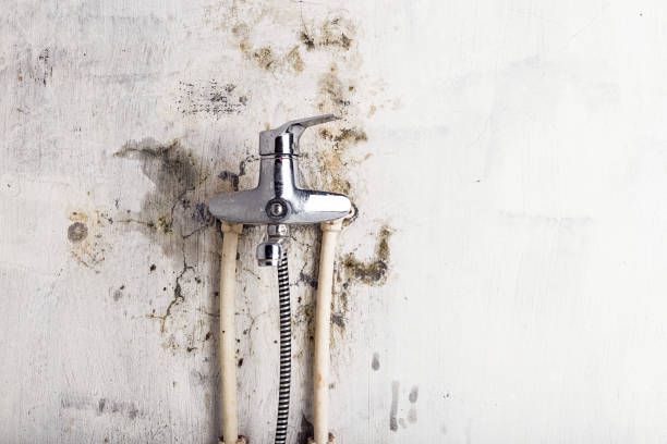 Best Kitchen Mold Remediation in Sayre, PA
