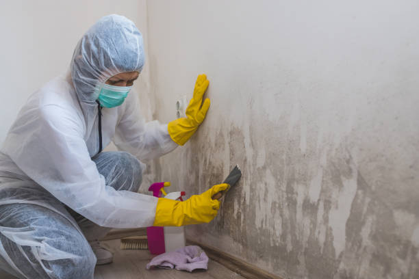 Best Insurance-Related Mold Remediation in Sayre, PA