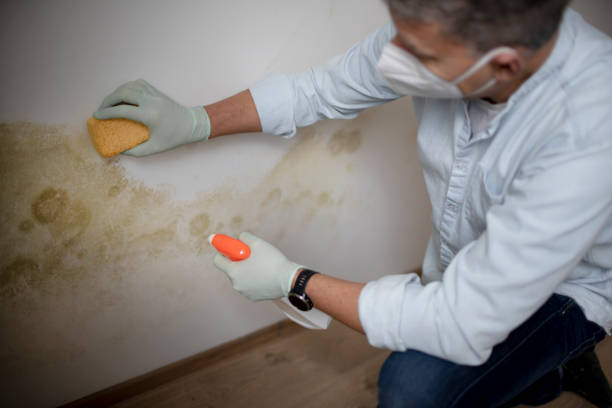 Best Post-Flood Mold Remediation in Sayre, PA
