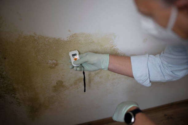 Best Mold Testing and Inspection Services in Sayre, PA