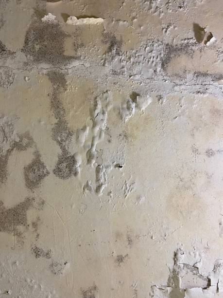 Best White Mold Remediation in Sayre, PA