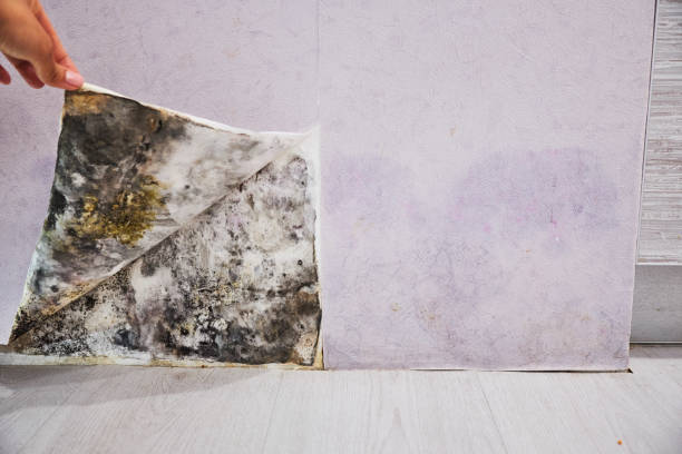 Best Emergency Mold Remediation in Sayre, PA